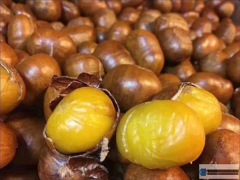 客户带板栗来到许昌智工现场试机